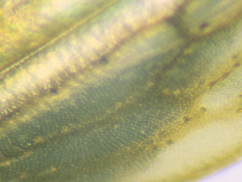 Anaceratagallia ribauti